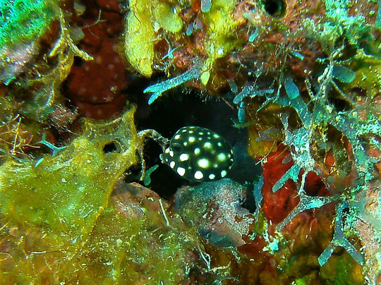 Wall to Wall Diving-七哩滩必去景点