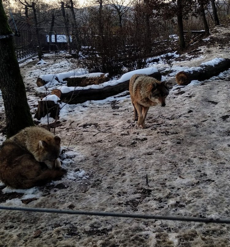 Budakeszi Wildlife Park景点图片