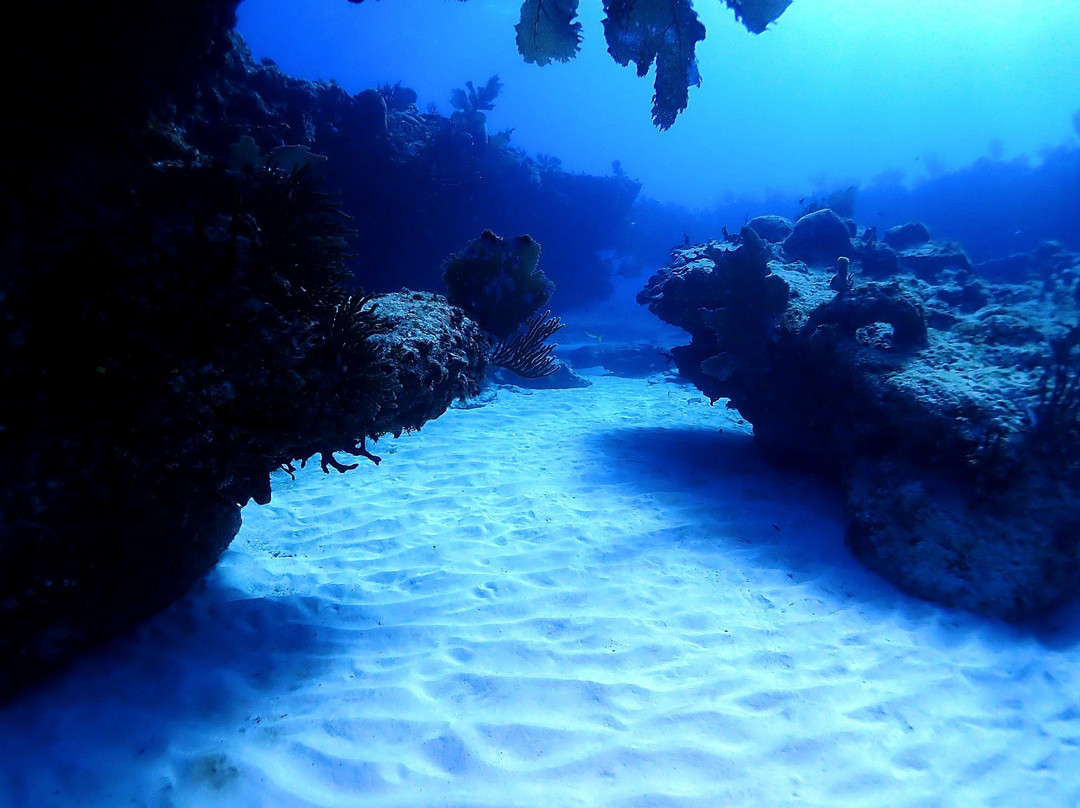 Aqua Adventures Eco Divers景点图片