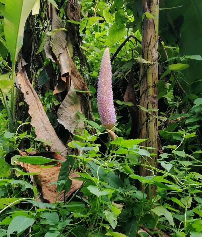 Gertak Sanggul Beach-Teluk Kumbar必去景点