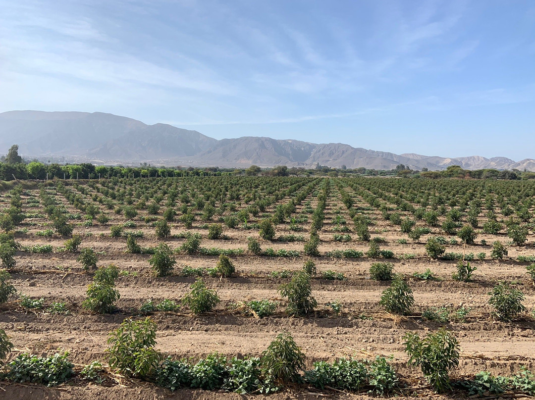 Hotel San Marcelo主图