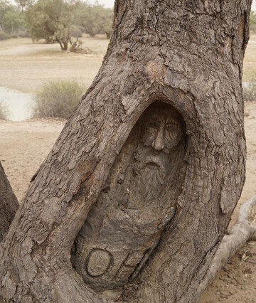 Burke and Wills Tree-Thargomindah必去景点