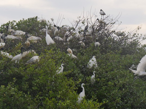 Tangalle Lagoon - Kayak-唐卡拉必去景点