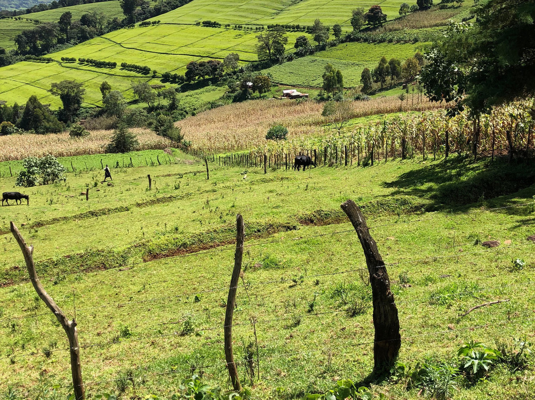 Kericho Tea Plantations景点图片
