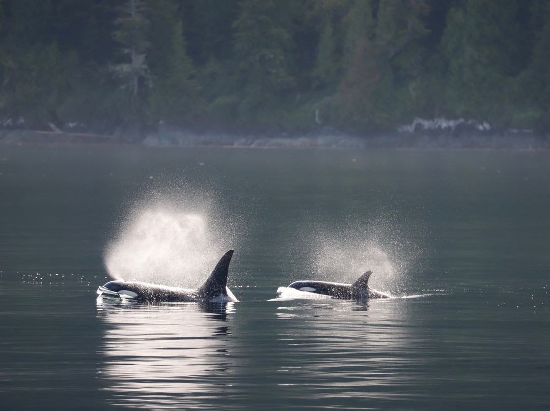 Mackay Whale Watching-Port McNeill必去景点