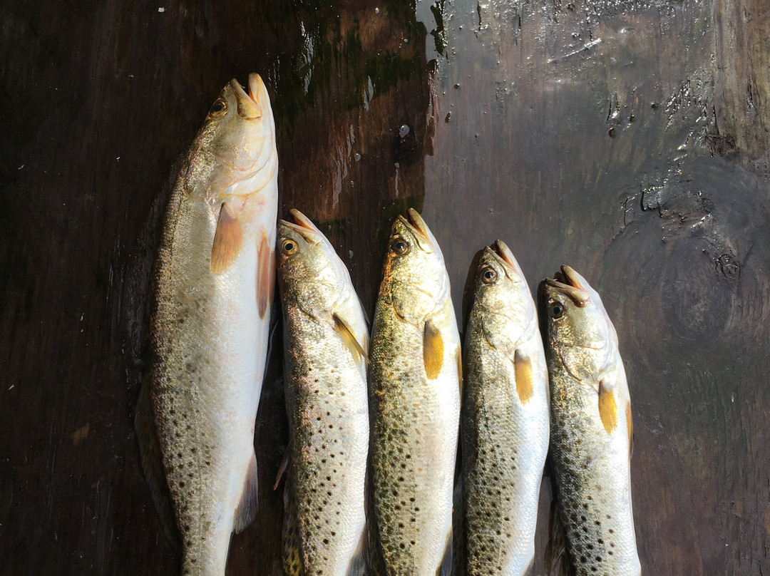 Inshore Charters - Tours-Port Saint Joe必去景点