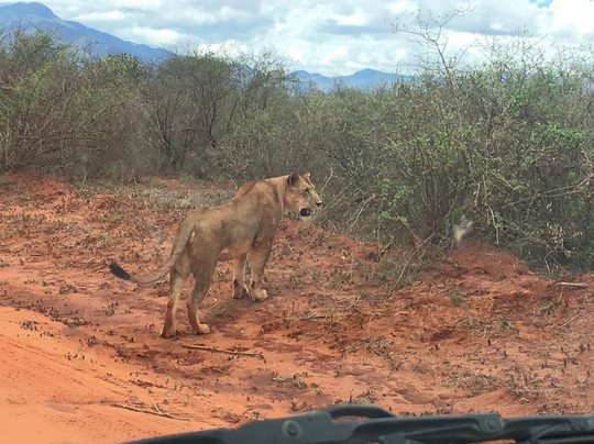 Marlomani Safaris-蒙巴萨必去景点