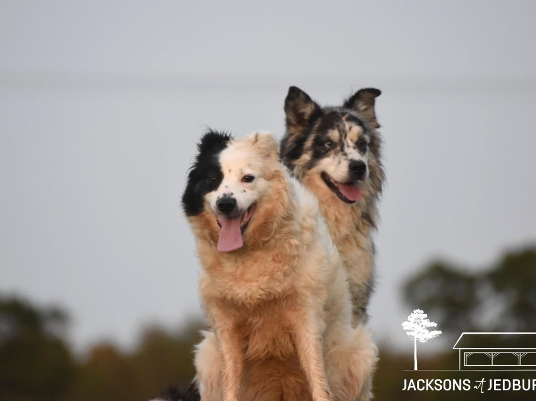 Jacksons at Jedburgh-Jedburgh必去景点
