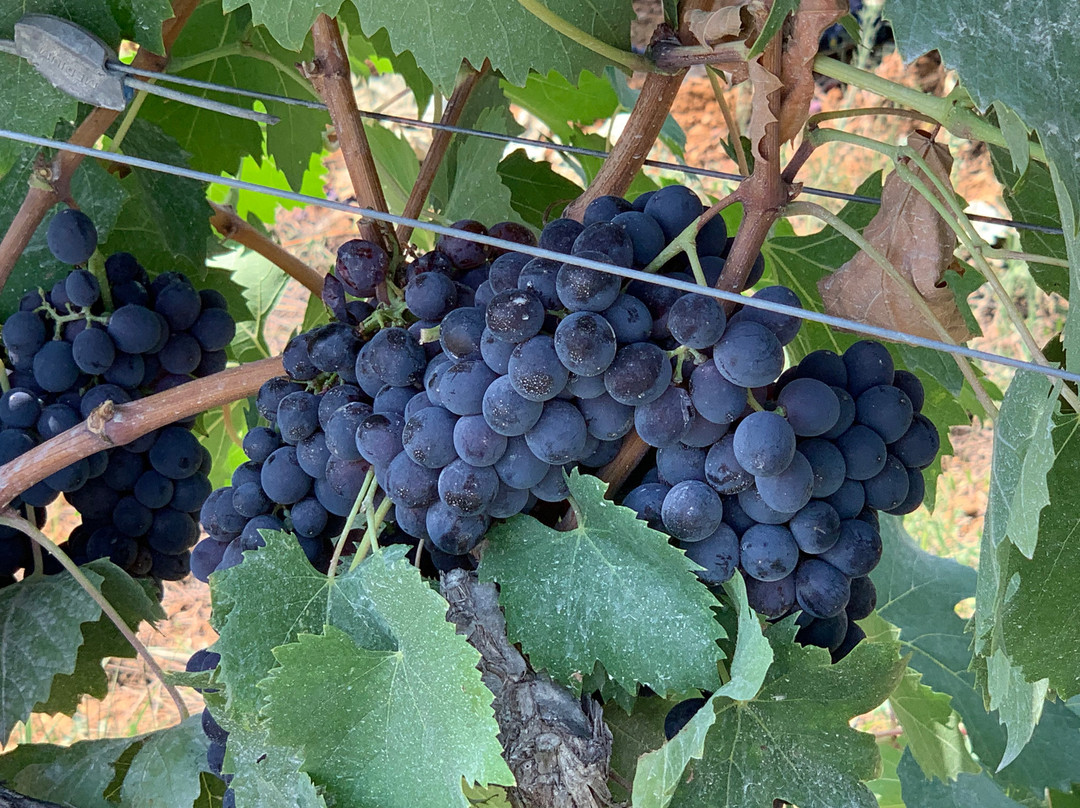 My Tuscan Wine And Tours景点图片