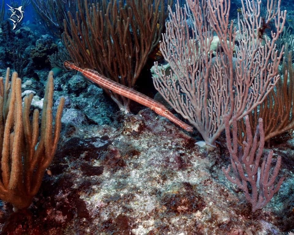 Jolly Dive Center景点图片
