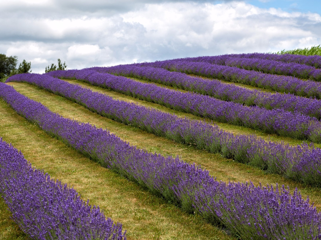 Apple Hill Lavender景点图片