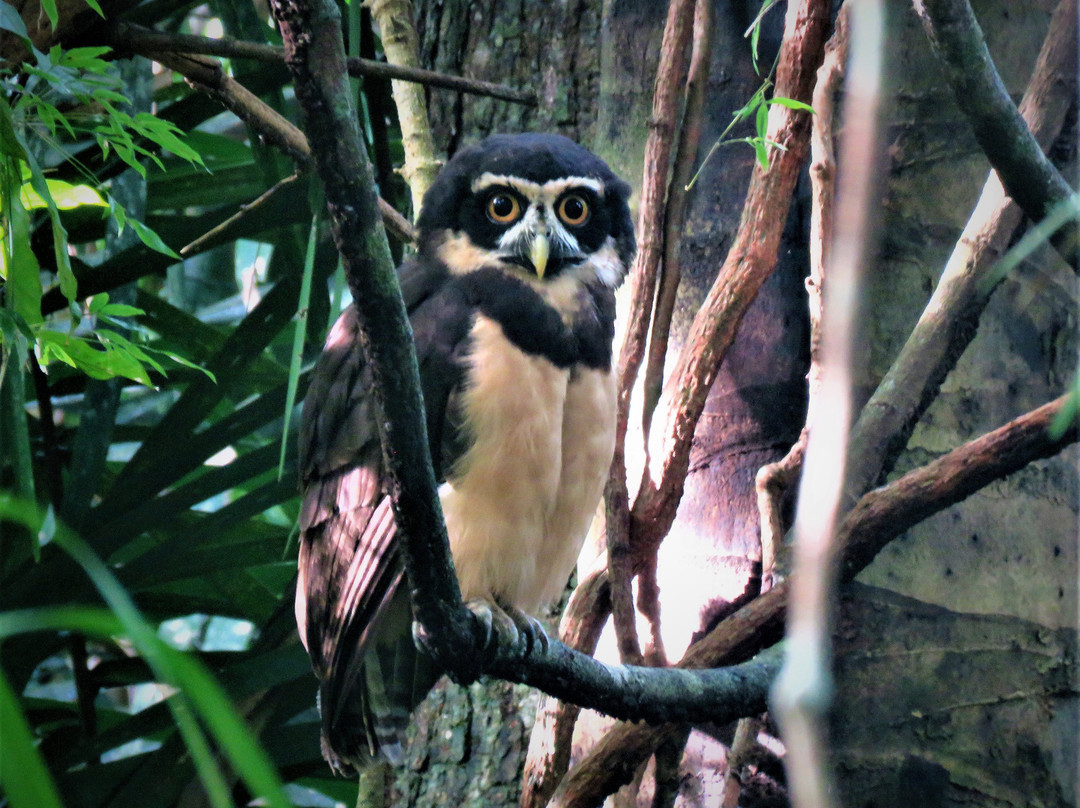 Panama Pipeline Bird Tours景点图片