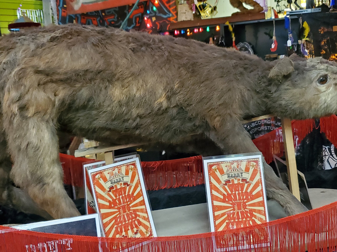 The Secret Chamber House Of Oddities And Artwork-Fairborn必去景点