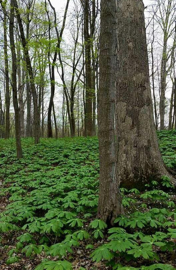 Greene-Sullivan State Forest