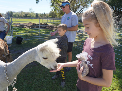 Odessa旅游景点-Golden Spirit Alpaca Ranch