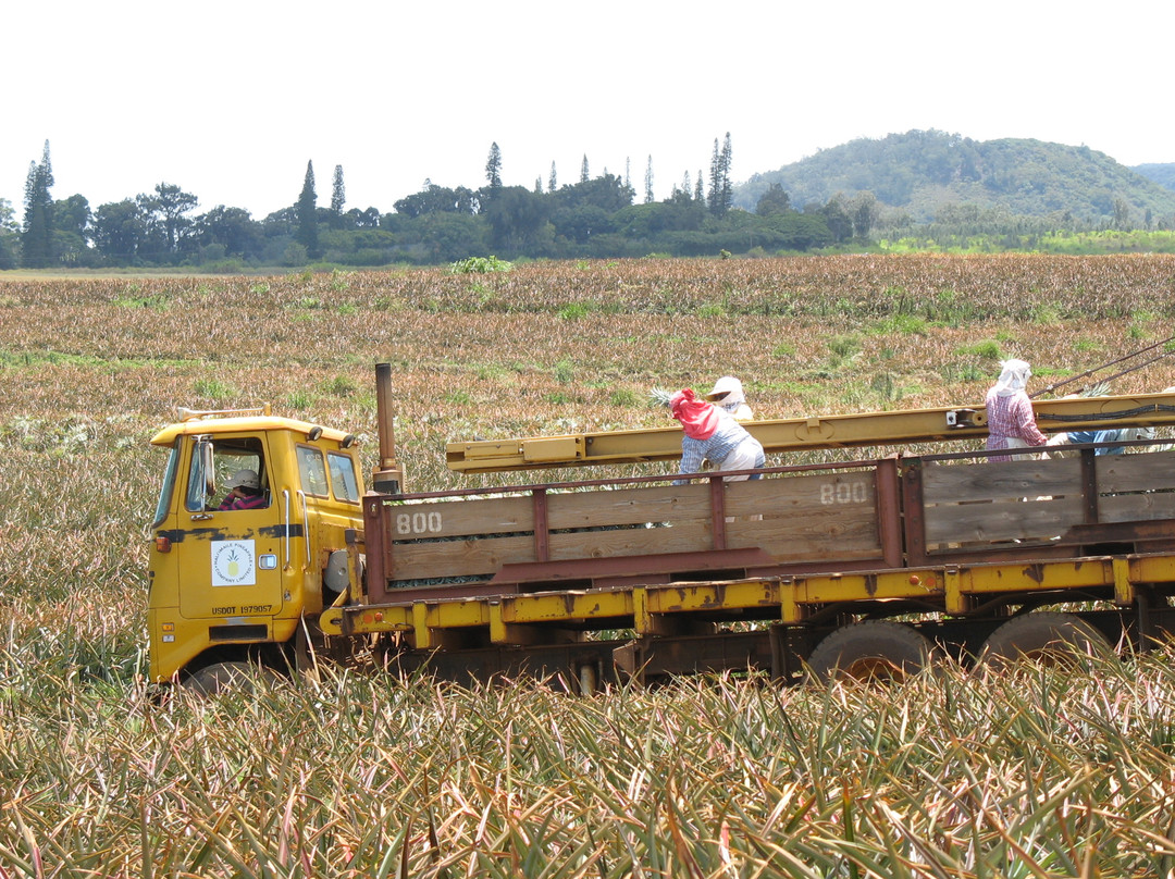 Maui Pineapple Tour