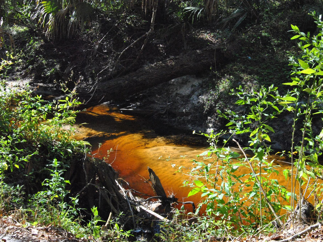 Spring Hammock Preserve