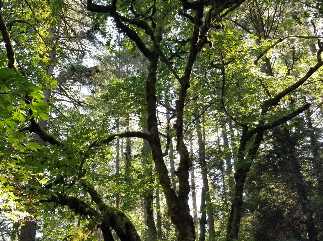 Lacamas Park Trail