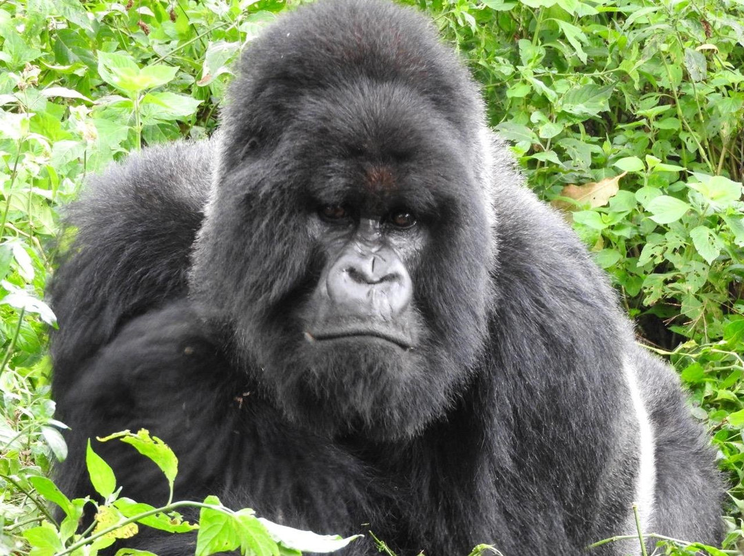 Justin mvuyekure-Kisoro必去景点