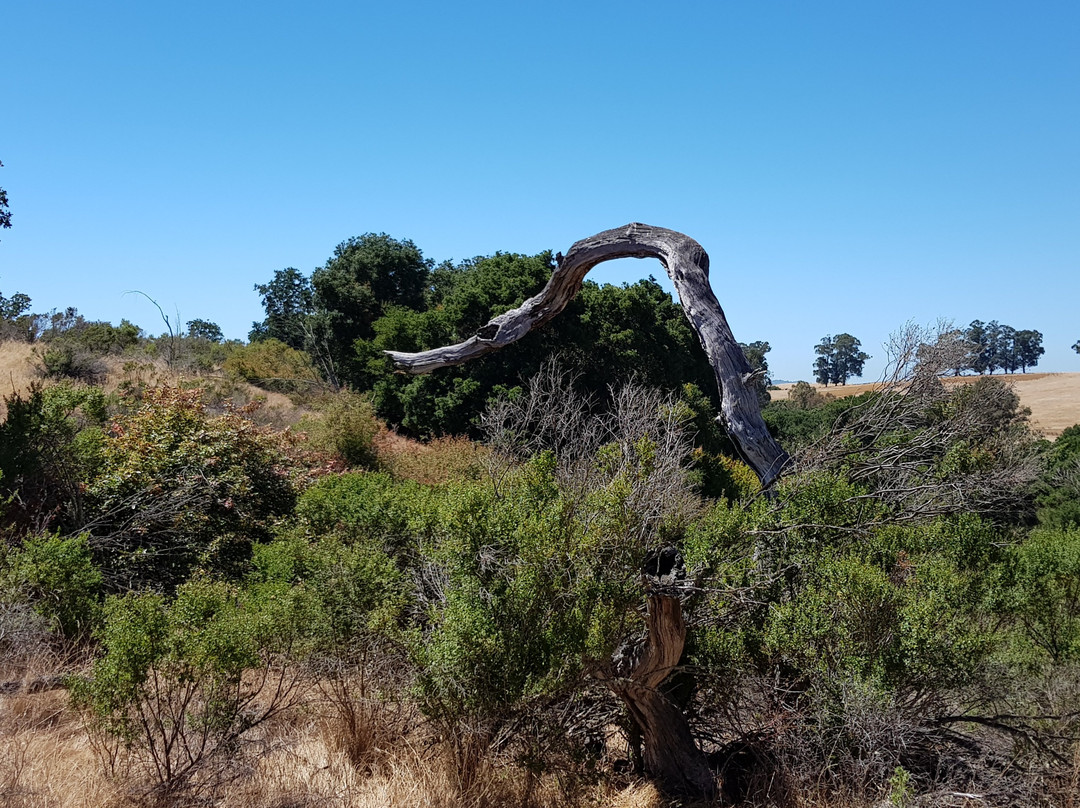 Pearson-Arastradero Preserve-帕罗奥多必去景点