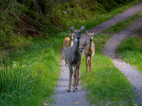 Helsinki Wildlife Photography