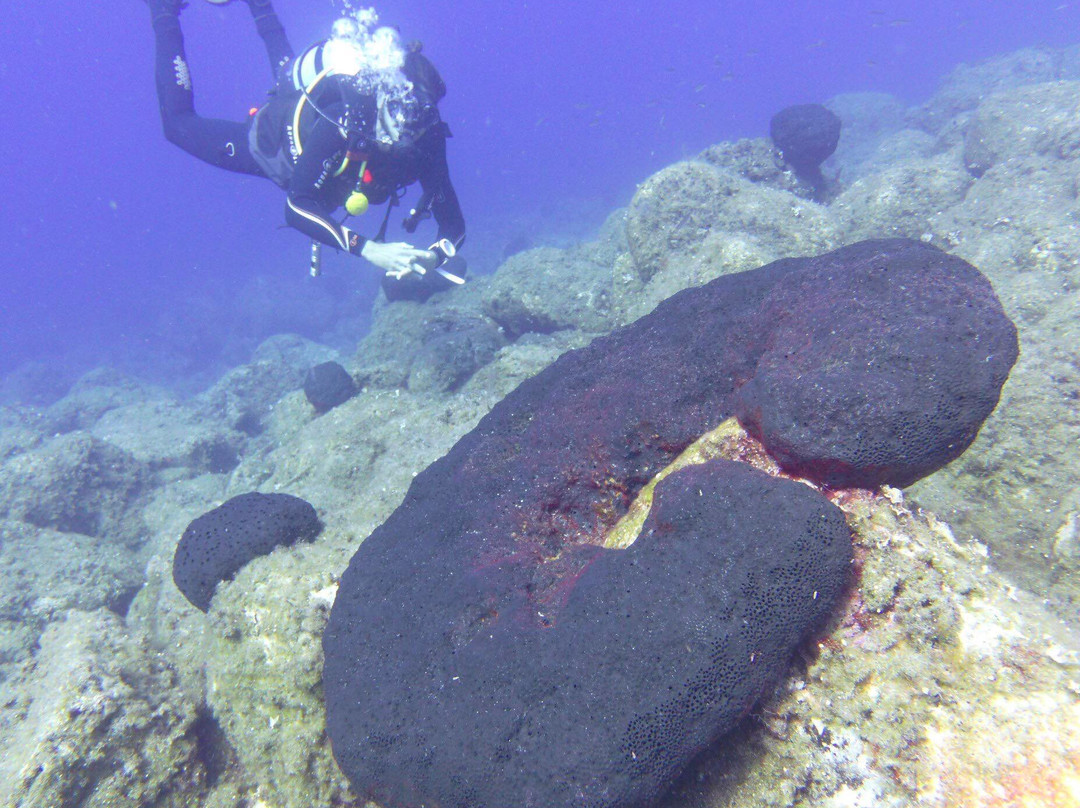 Volcano Bubbles Diving School景点图片