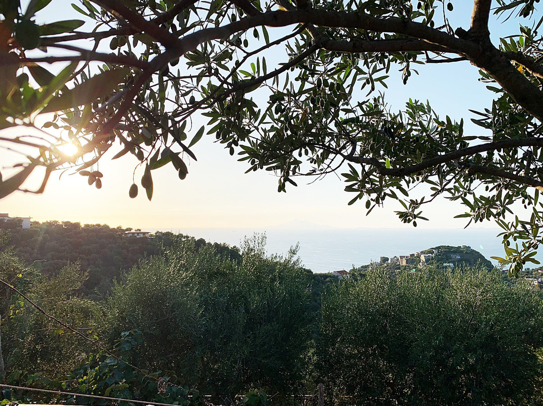 Tour Enogastronomico Schiazzano e Tradizioni-马萨卢布伦塞必去景点