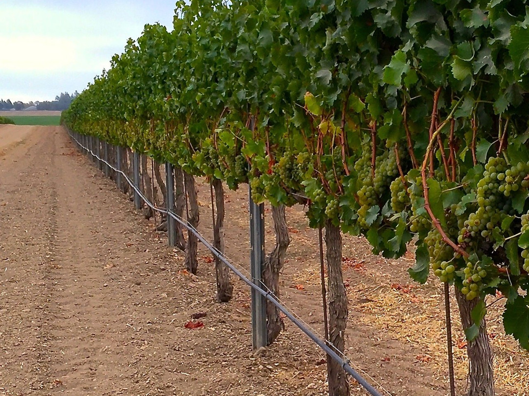 Coquelicot Estate Vineyards-洛斯奥利沃斯必去景点