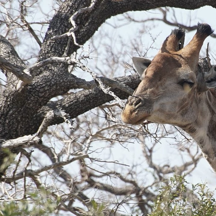 Legend Safaris-克鲁格国家公园必去景点