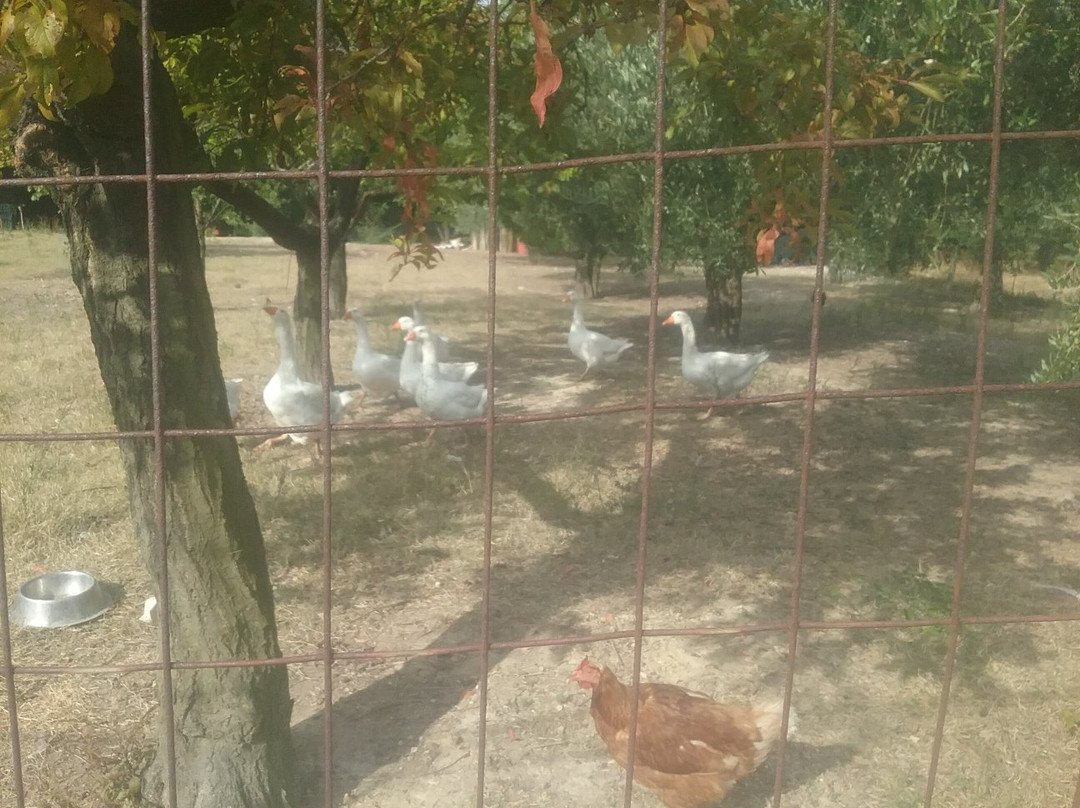 Il Casanova Agriturismo主图