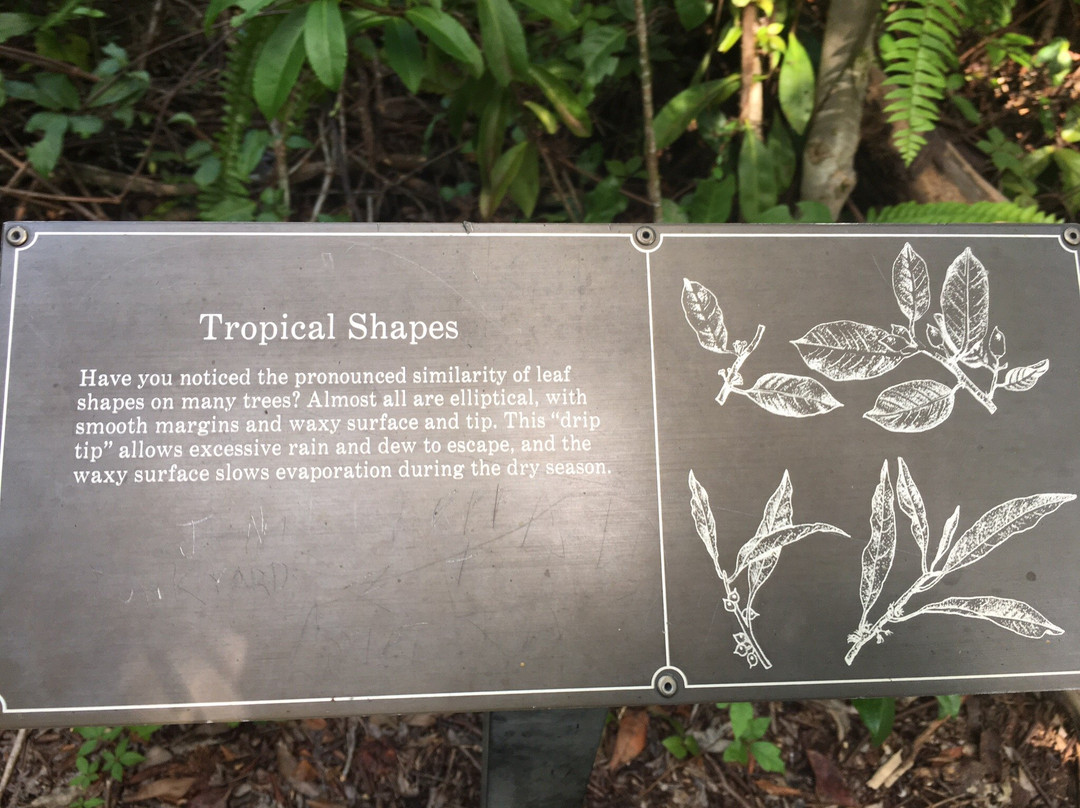 Gumbo Limbo Trail-大沼泽国家公园必去景点