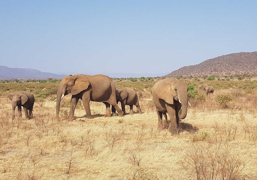 East African Eco Adventures-内罗毕必去景点