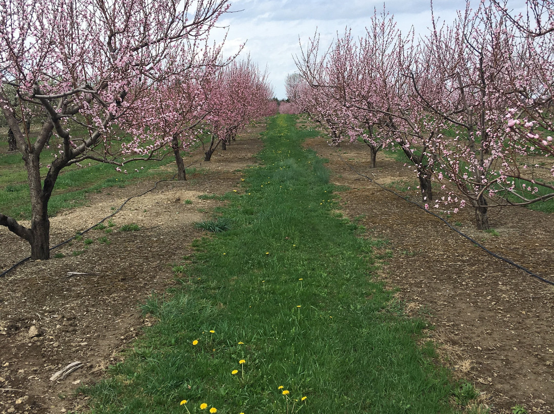 Love Apple Farm-Ghent必去景点