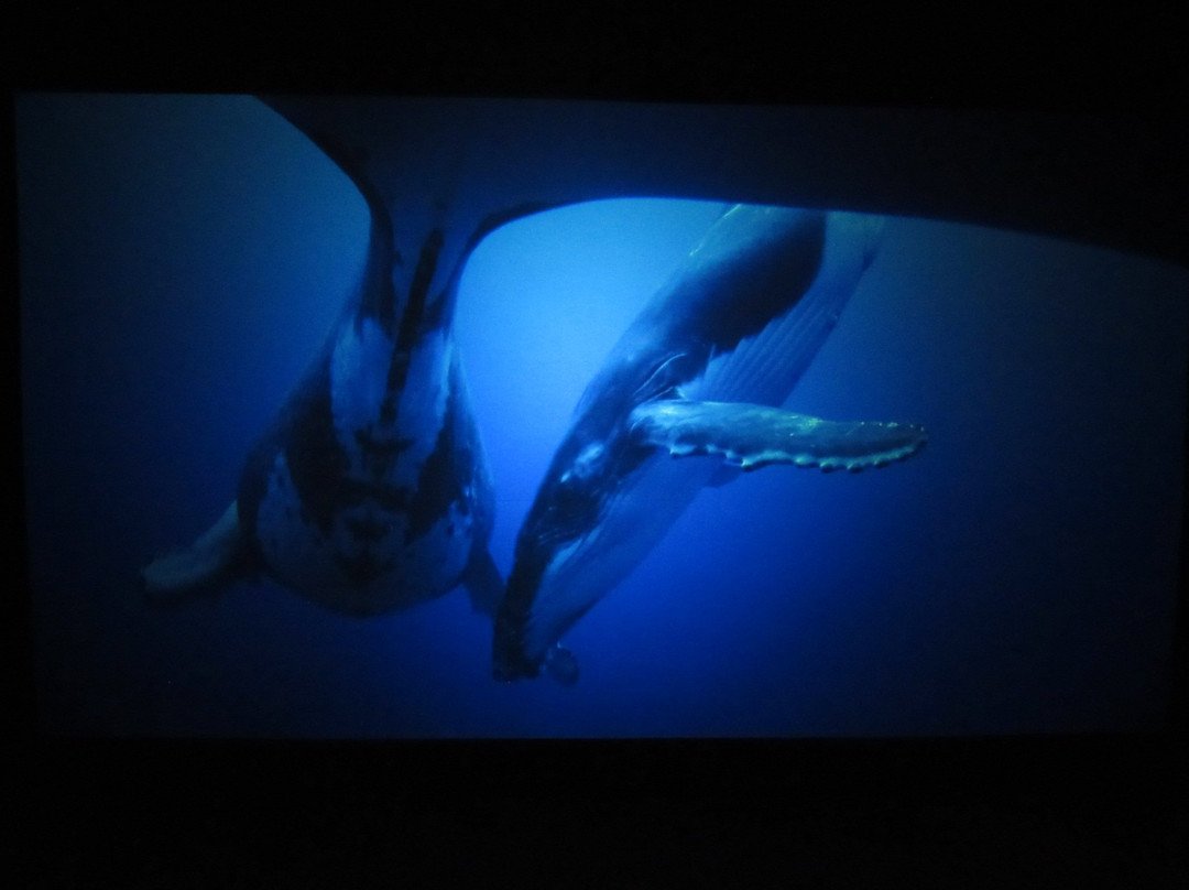 胡萨维克鲸博物馆景点图片