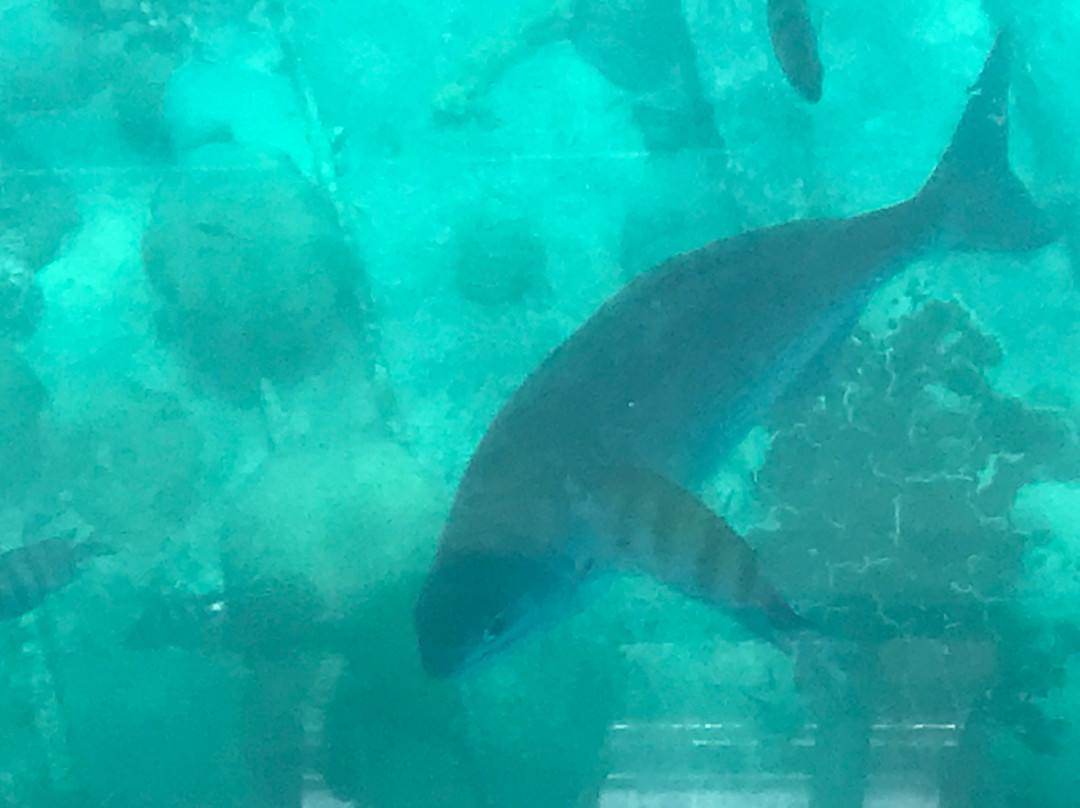 Sea Spray Watersports-圣詹姆斯必去景点