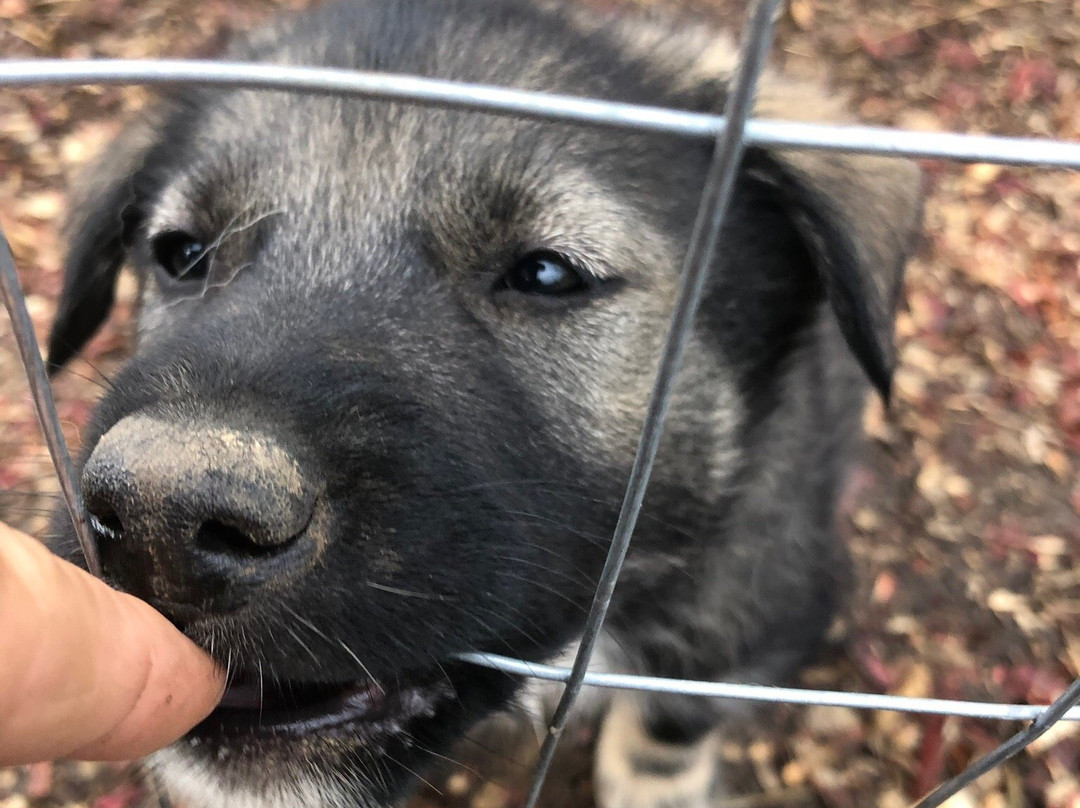 Wildthingz Dog Mushing (Summer)-坎特维尔必去景点