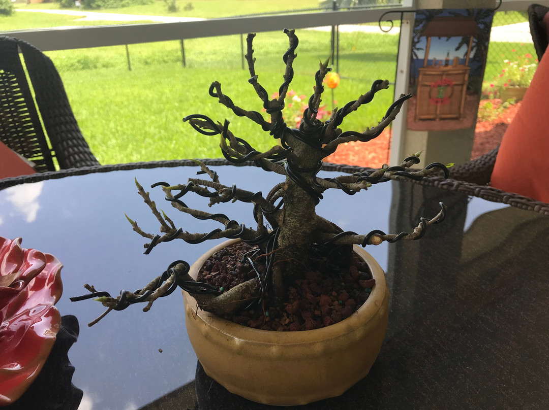 Wigert's Bonsai-North Fort Myers必去景点