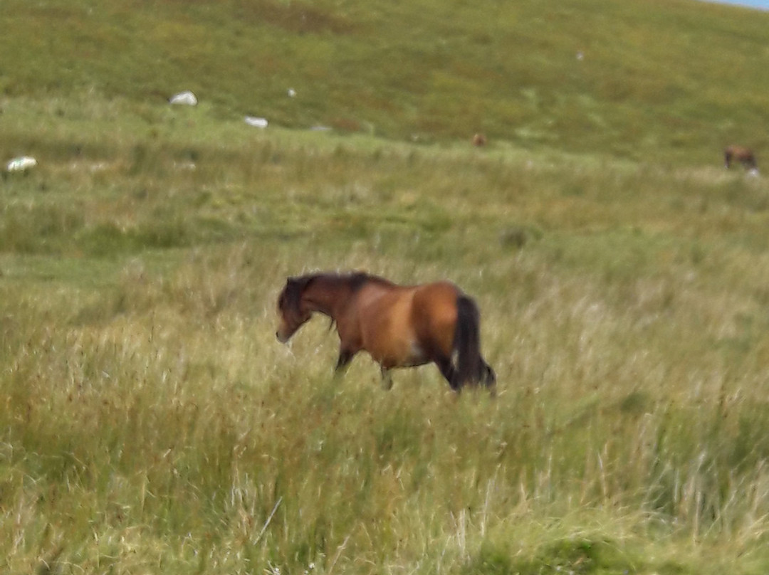 Penmaenmawr Bed &Breakfast主图