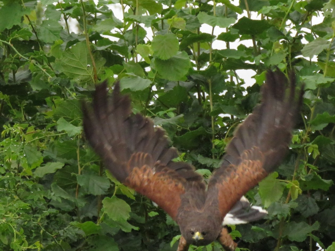 Falconry Experiences景点图片