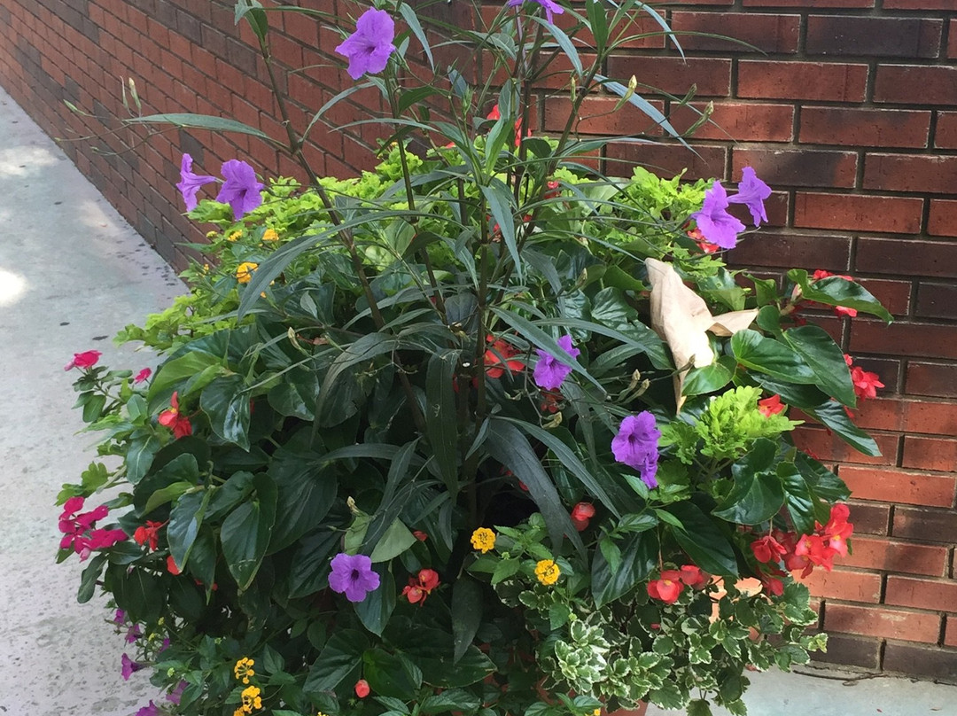 Marietta Square Farmers Market-玛丽埃塔必去景点