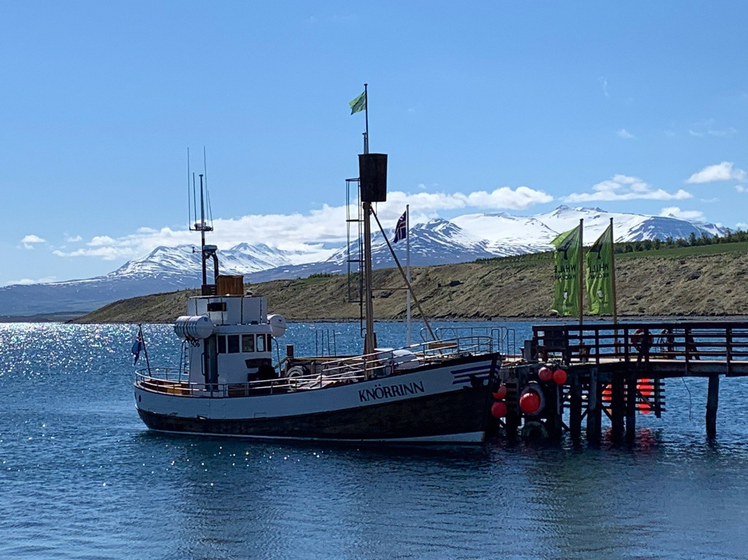 Whale Watching Hjalteyri-Hjalteyri必去景点