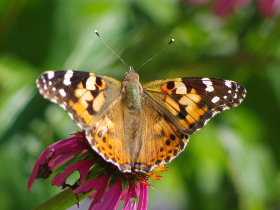 The Gardens at Matter Park-Marion必去景点