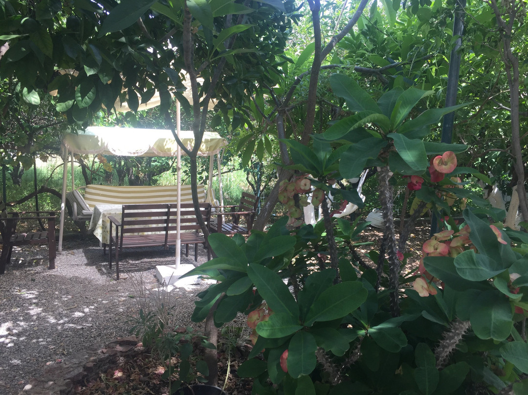 Alpha Stegna Sun主图