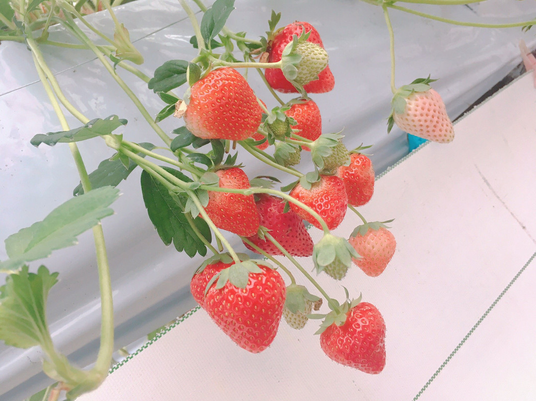 Sato Fruit Kobo-西胁市必去景点