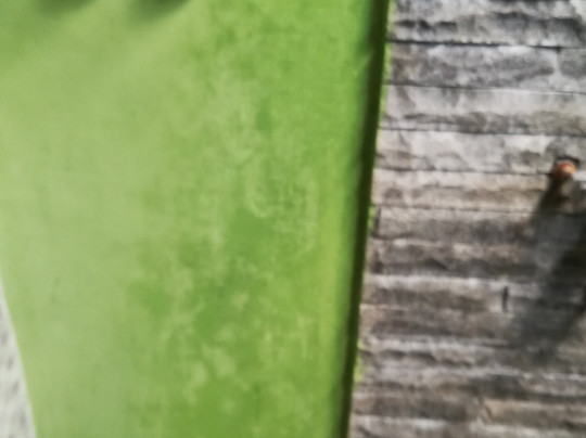 The Dafish Ceningan主图