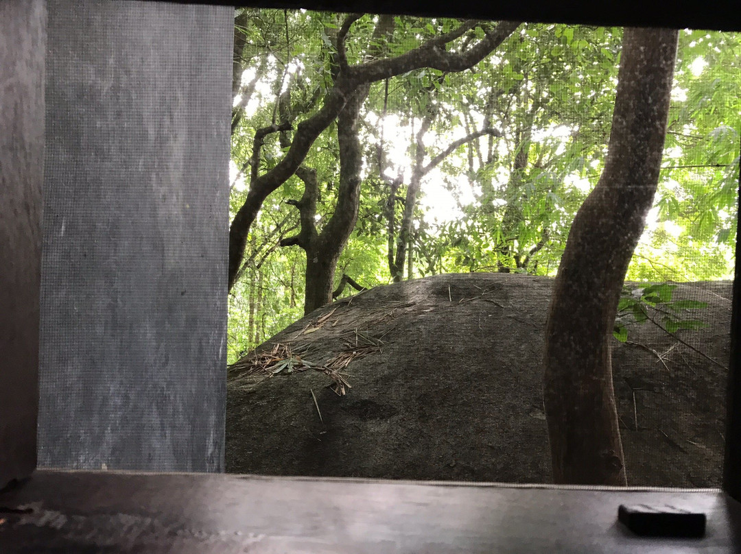 Uravu Bamboo Grove - A Wandertrails Showcase主图