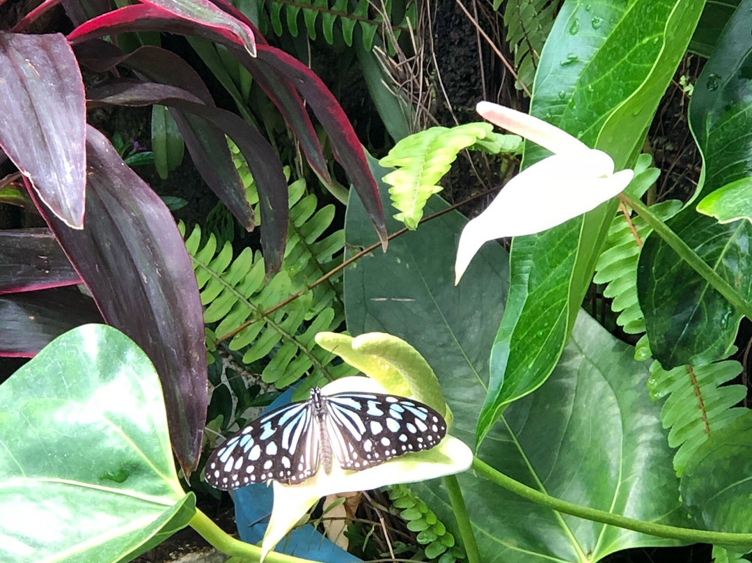 Kashihara City Museum of Insects-橿原市必去景点