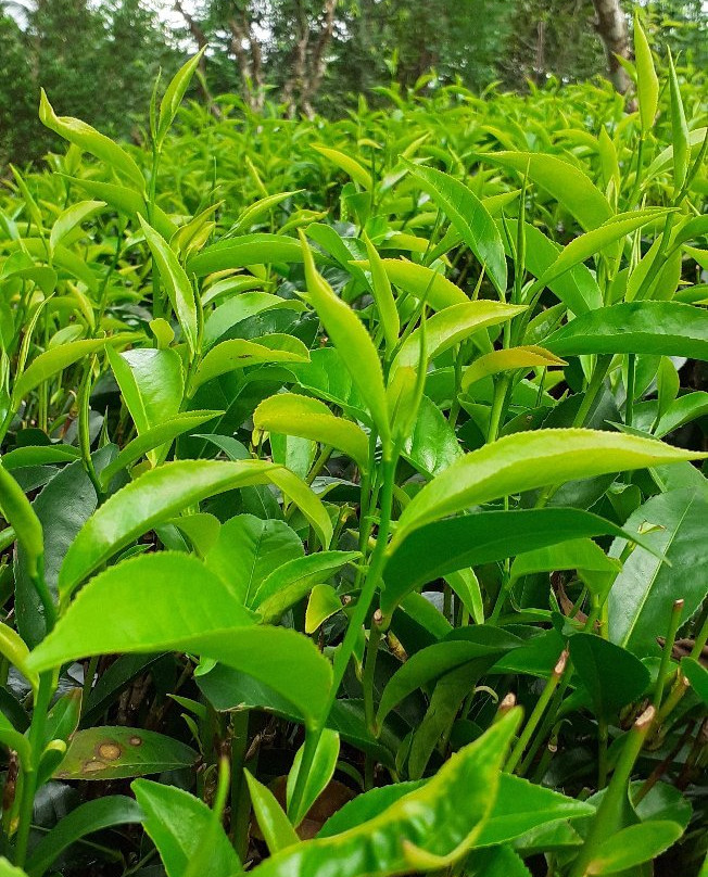 Nawalakanda Holiday Resort主图