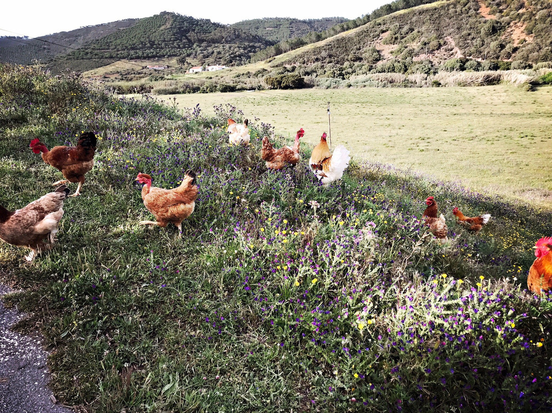 Monte do Sapeiro主图