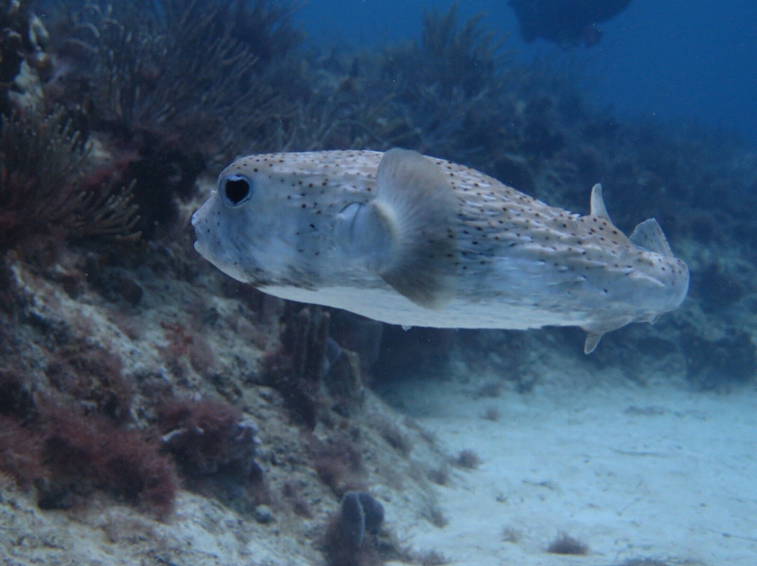 Scuba Libre-普拉亚德尔卡曼必去景点